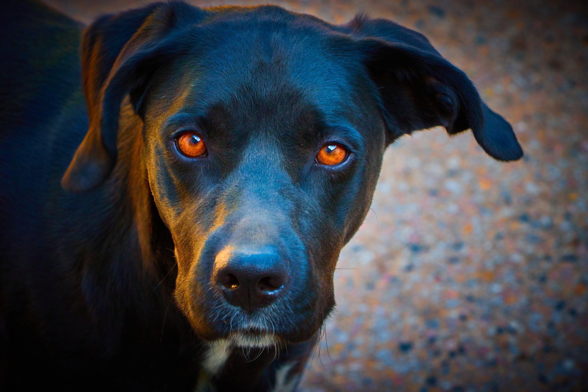 Close Up Photo of a Black Dog<br />

